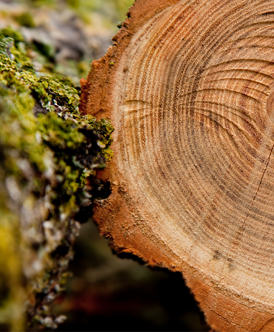 Zašto oblikovane palete ne trebaju fumigaciju za izvoz?